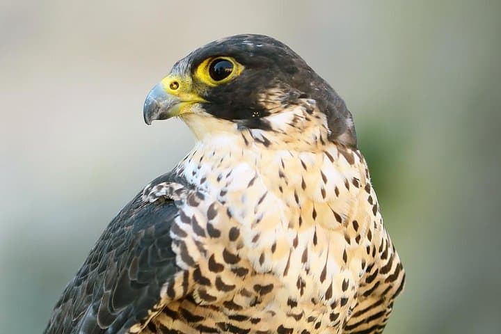 Abu Dhabi Falcon Hospital tour