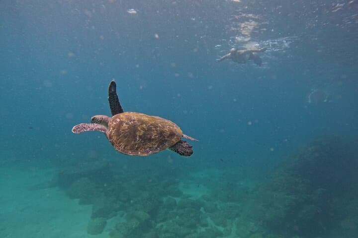 Private snorkeling trip to see turtles in Fujairah — Kids-friendly things to do in Fujairah