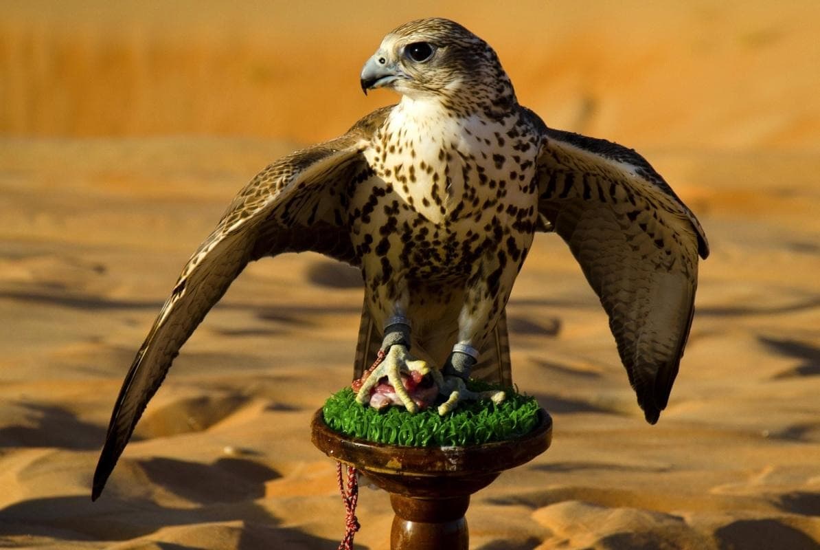 Abu Dhabi Falcon Hospital (ADFH) — places to visit in Abu Dhabi