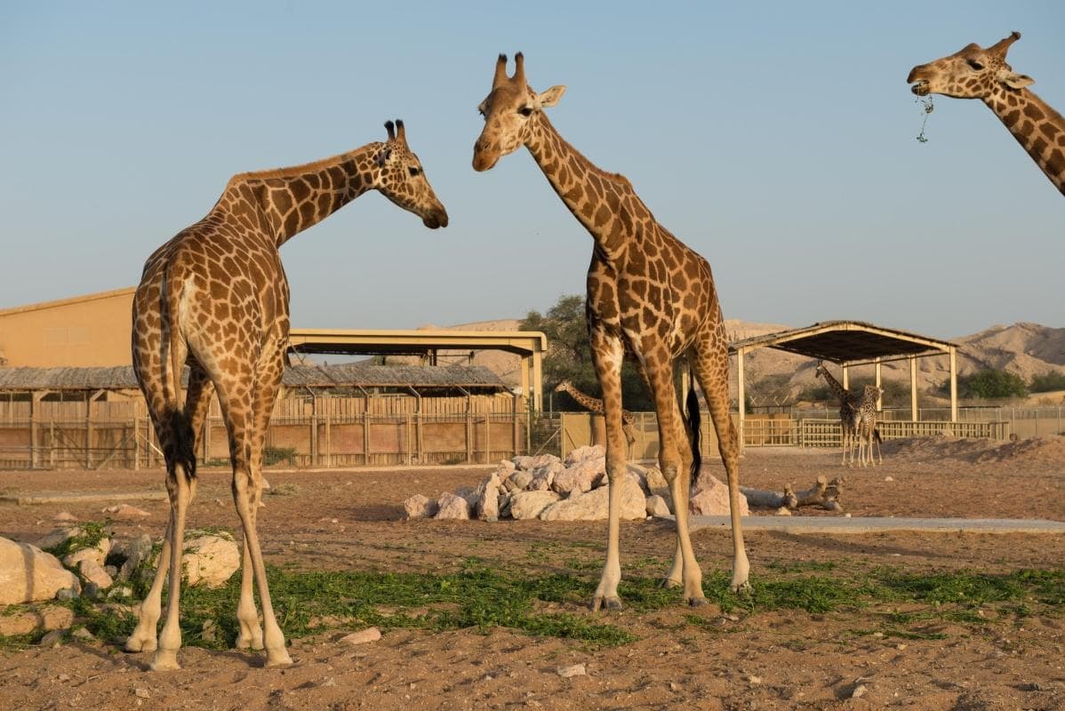 Emirates Park Zoo — places to visit in Abu Dhabi