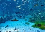 The National Aquarium Abu Dhabi in Abu Dhabi — view 2