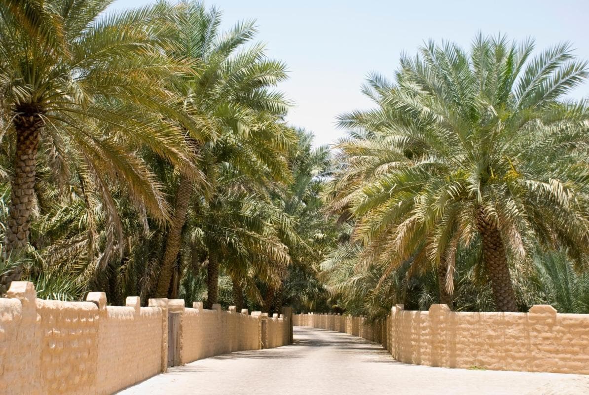 Al Ain Oasis — places to visit in Abu Dhabi