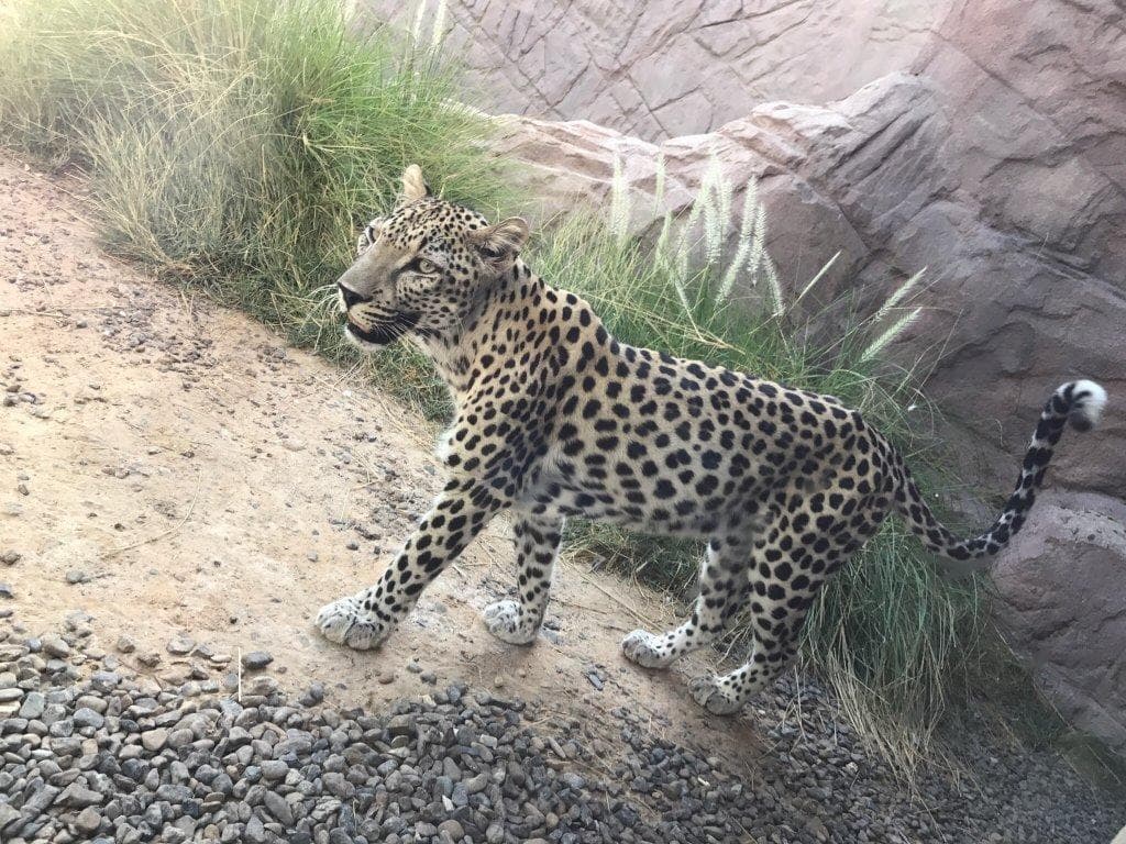 Arabian Wildlife Center — places to visit in Sharjah