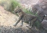 Arabian Wildlife Center in Sharjah — view 2
